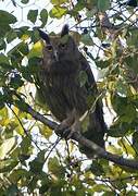 Dusky Eagle-Owl