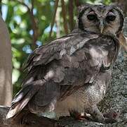 Verreaux's Eagle-Owl