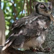 Verreaux's Eagle-Owl