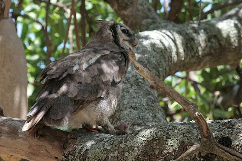 Verreaux's Eagle-Owl