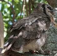 Verreaux's Eagle-Owl