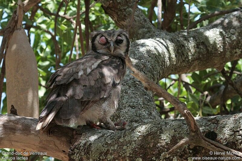 Verreaux's Eagle-Owl