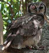 Verreaux's Eagle-Owl