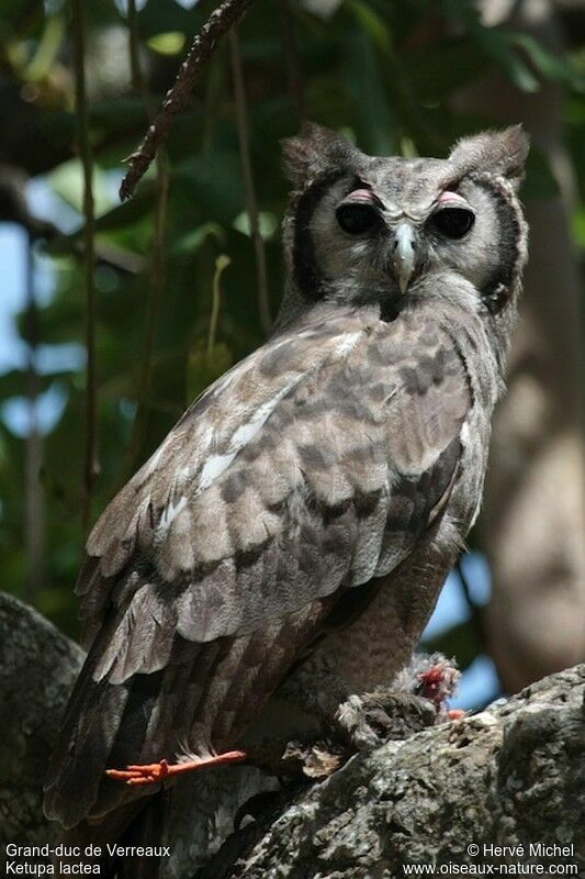 Verreaux's Eagle-Owladult