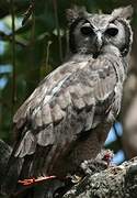 Verreaux's Eagle-Owl