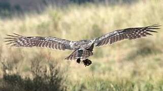 Verreaux's Eagle-Owl