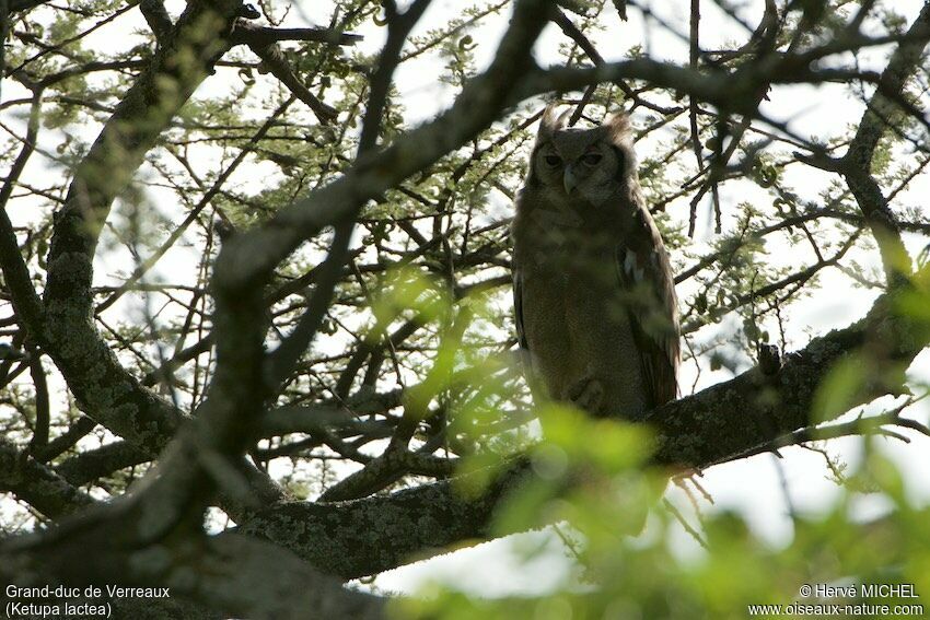 Verreaux's Eagle-Owl