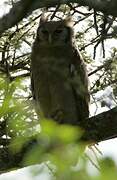 Verreaux's Eagle-Owl