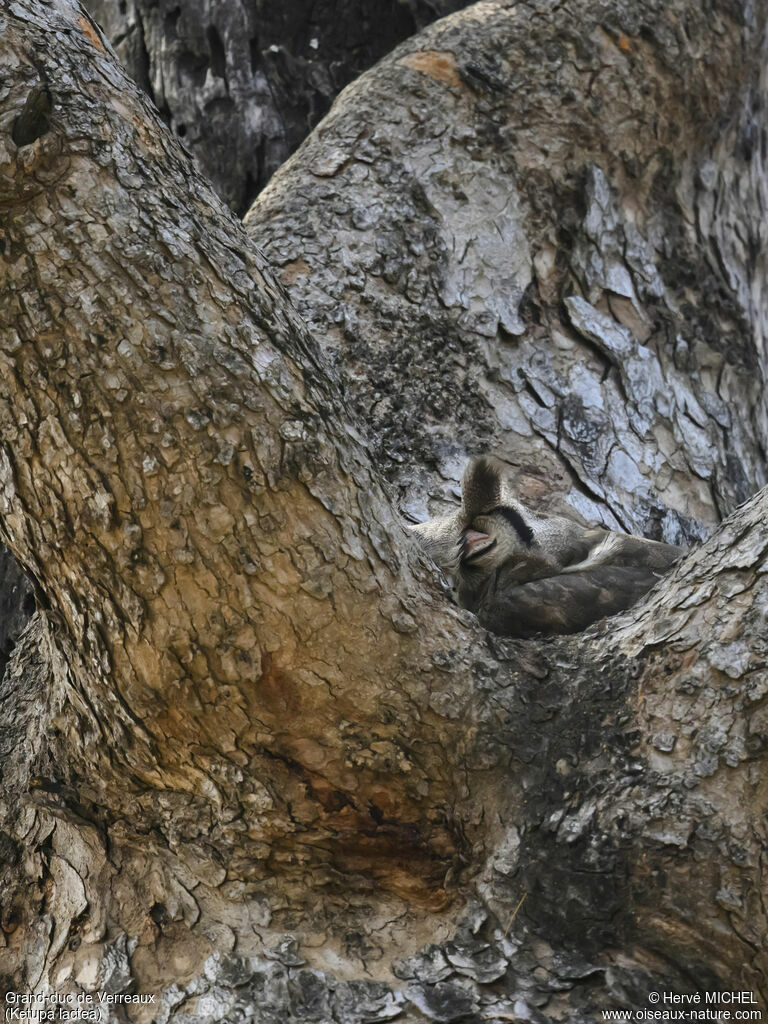 Verreaux's Eagle-Owl