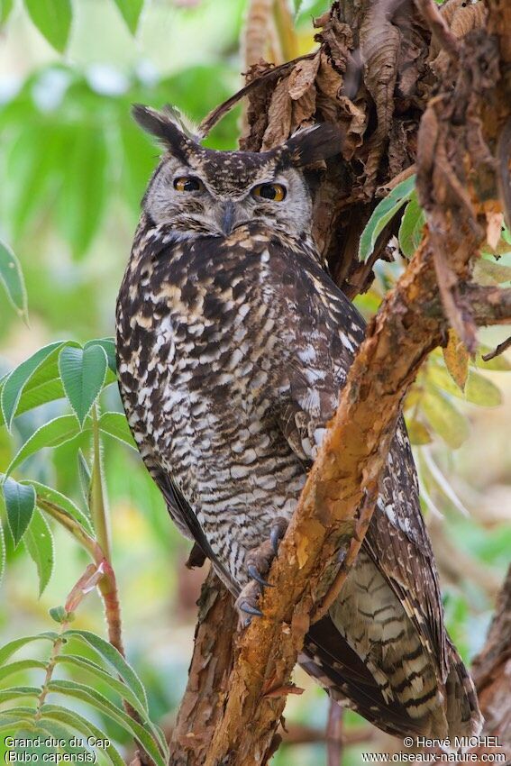 Cape Eagle-Owl