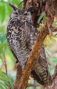 Cape Eagle-Owl