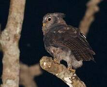 Akun Eagle-Owl