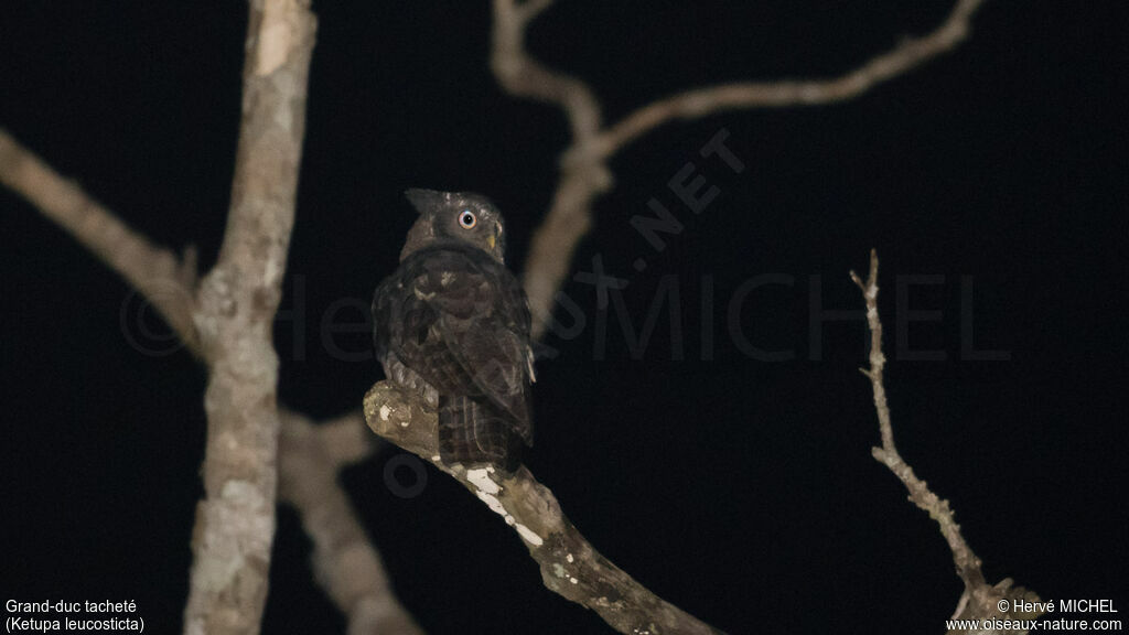 Akun Eagle-Owl