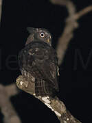 Akun Eagle-Owl