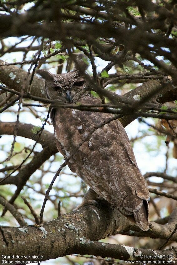 Greyish Eagle-Owl