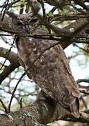 Greyish Eagle-Owl