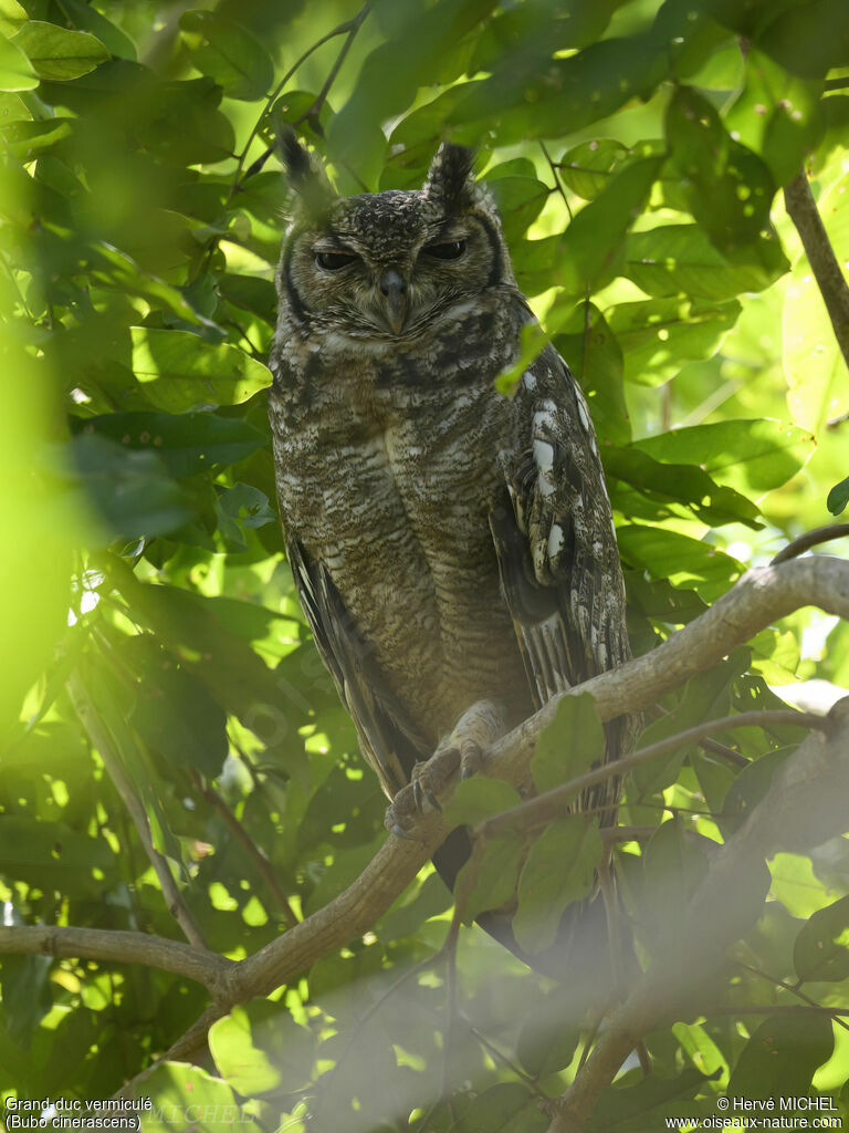 Greyish Eagle-Owl