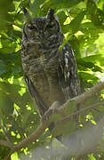 Greyish Eagle-Owl