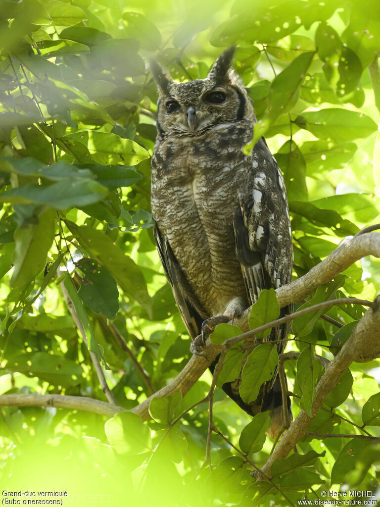 Greyish Eagle-Owl