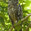 Grand-duc vermiculé