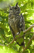 Greyish Eagle-Owl