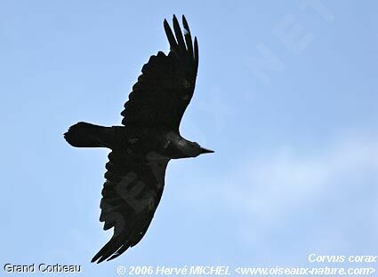 Northern Ravenadult