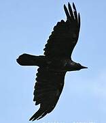 Northern Raven