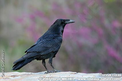 Northern Ravenadult