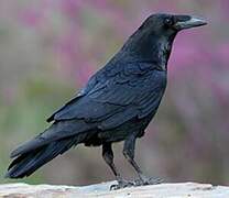 Northern Raven