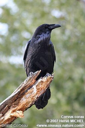 Northern Raven