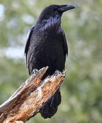 Northern Raven