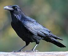 Northern Raven