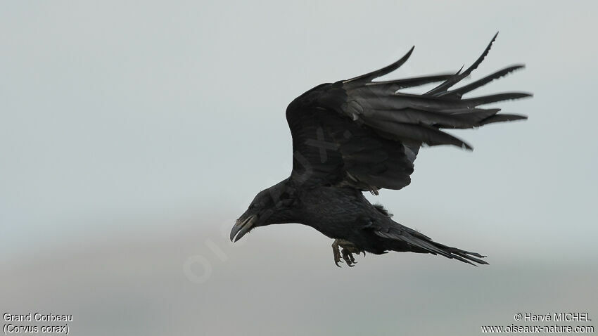 Northern Raven