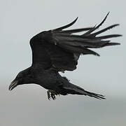 Northern Raven