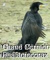 Great Cormorantadult