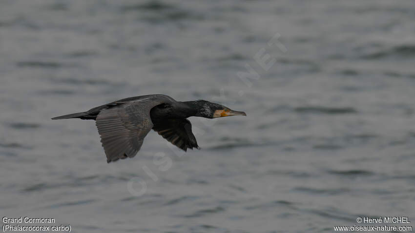 Great Cormorantadult transition