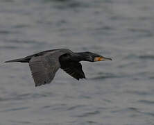 Great Cormorant