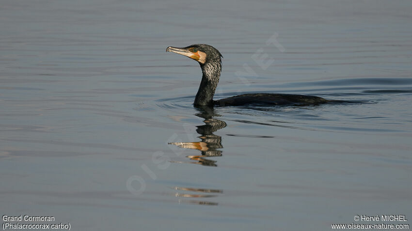 Grand Cormoranadulte