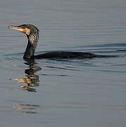 Great Cormorant