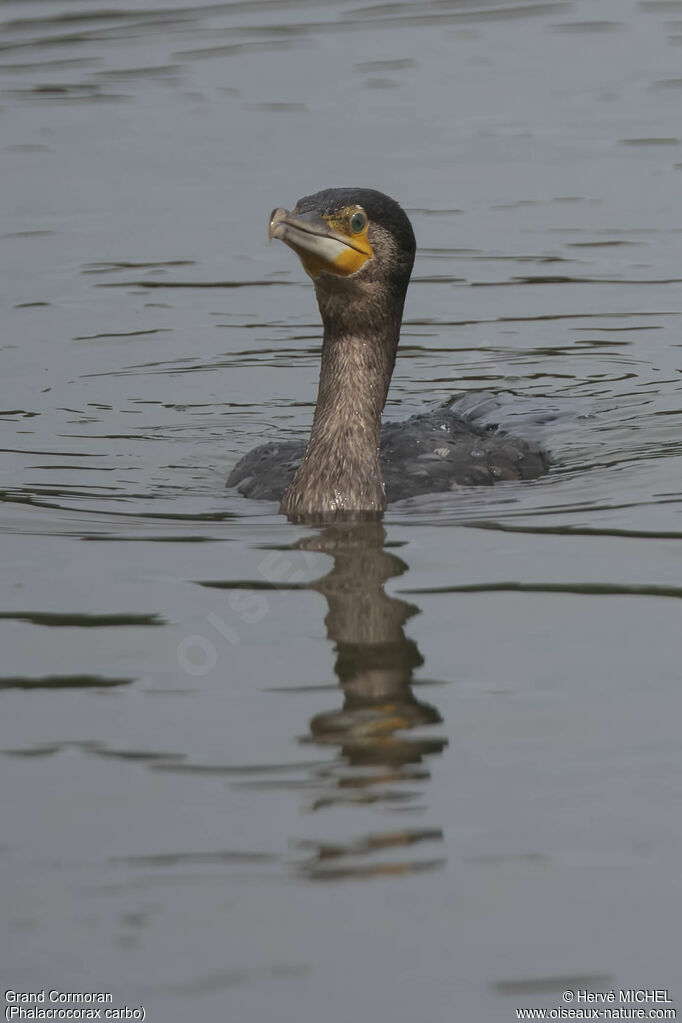 Great Cormorant