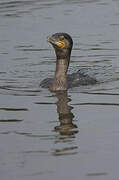 Great Cormorant