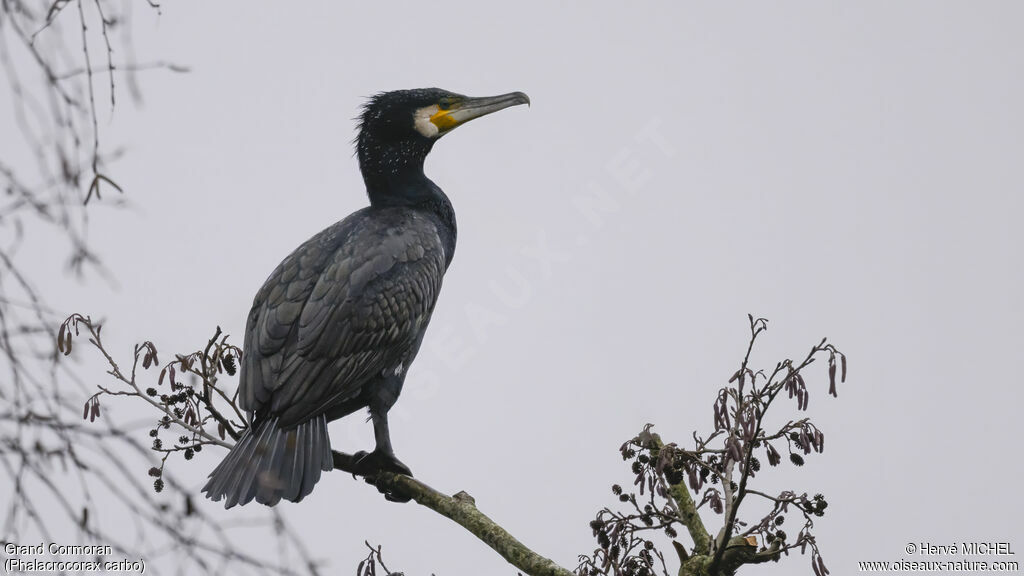 Grand Cormoranadulte