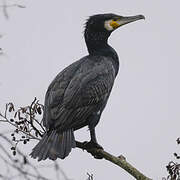 Great Cormorant