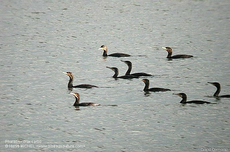 Great Cormorant