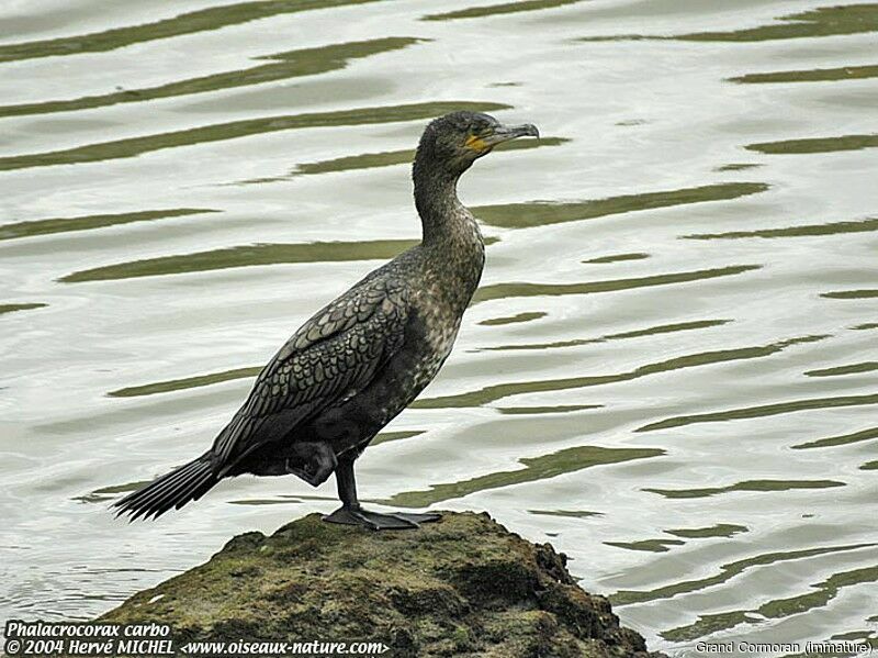 Great Cormorant