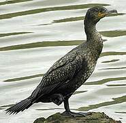 Great Cormorant