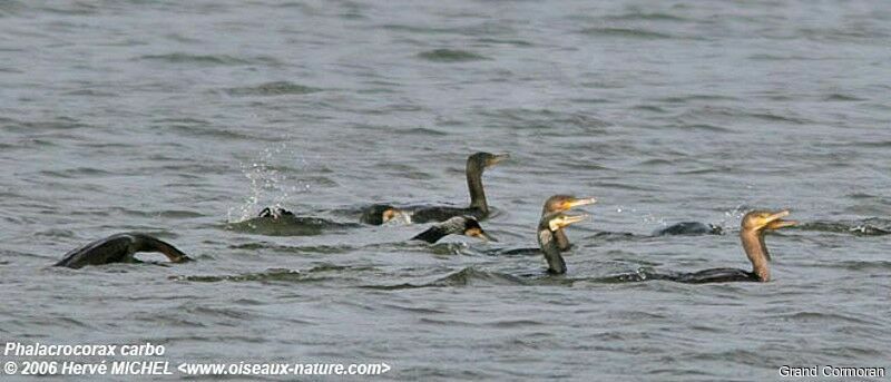 Great Cormorant