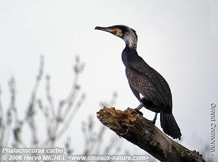 Grand Cormoranadulte nuptial