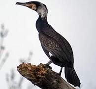 Great Cormorant