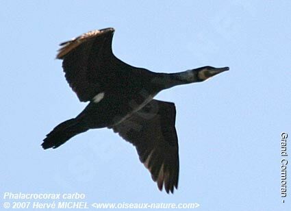 Grand Cormoranadulte nuptial